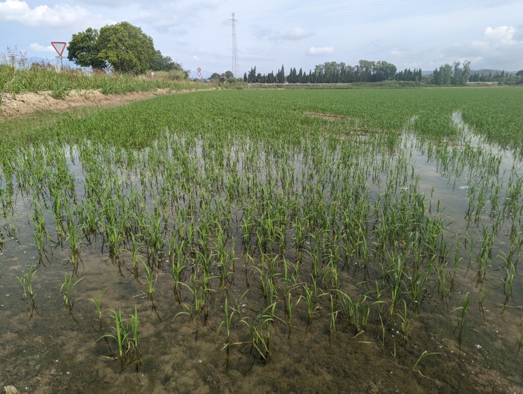 Dieses Bild hat ein leeres Alt-Attribut. Der Dateiname ist PXL_20230607_074617943-1030x776.jpg