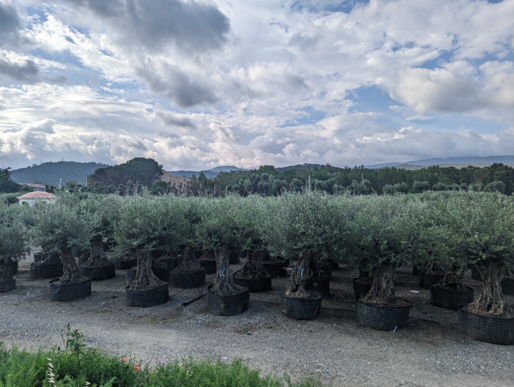 Dieses Bild hat ein leeres Alt-Attribut. Der Dateiname ist PXL_20230609_070205117-1030x776.jpg